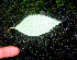  (Achimenes longiflora - BioBot01121)  @12 [ ] CreativeCommons - Attribution Non-Commercial Share-Alike (2010) Daniel H. Janzen Guanacaste Dry Forest Conservation Fund