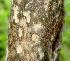  (Colubrina rufescens - BioBot01122)  @11 [ ] CreativeCommons - Attribution Non-Commercial Share-Alike (2010) Daniel H. Janzen Guanacaste Dry Forest Conservation Fund