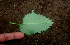  ( - BioBot01128)  @11 [ ] CreativeCommons - Attribution Non-Commercial Share-Alike (2010) Daniel H. Janzen Guanacaste Dry Forest Conservation Fund