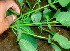  ( - BioBot01130)  @11 [ ] CreativeCommons - Attribution Non-Commercial Share-Alike (2010) Daniel H. Janzen Guanacaste Dry Forest Conservation Fund