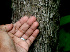  (Malpighia stevensii - BioBot01134)  @11 [ ] CreativeCommons - Attribution Non-Commercial Share-Alike (2010) Daniel H. Janzen Guanacaste Dry Forest Conservation Fund