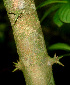  ( - BioBot01152)  @11 [ ] CreativeCommons - Attribution Non-Commercial Share-Alike (2010) Daniel H. Janzen Guanacaste Dry Forest Conservation Fund