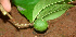  ( - BioBot01152)  @11 [ ] CreativeCommons - Attribution Non-Commercial Share-Alike (2010) Daniel H. Janzen Guanacaste Dry Forest Conservation Fund