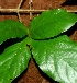  ( - BioBot01154)  @11 [ ] CreativeCommons - Attribution Non-Commercial Share-Alike (2010) Daniel H. Janzen Guanacaste Dry Forest Conservation Fund