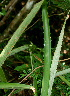  ( - BioBot01160)  @11 [ ] CreativeCommons - Attribution Non-Commercial Share-Alike (2010) Daniel H. Janzen Guanacaste Dry Forest Conservation Fund