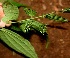  ( - BioBot01164)  @11 [ ] CreativeCommons - Attribution Non-Commercial Share-Alike (2010) Daniel H. Janzen Guanacaste Dry Forest Conservation Fund