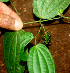  ( - BioBot01164)  @11 [ ] CreativeCommons - Attribution Non-Commercial Share-Alike (2010) Daniel H. Janzen Guanacaste Dry Forest Conservation Fund