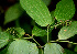  ( - BioBot01165)  @11 [ ] CreativeCommons - Attribution Non-Commercial Share-Alike (2010) Daniel H. Janzen Guanacaste Dry Forest Conservation Fund