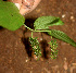  ( - BioBot01165)  @11 [ ] CreativeCommons - Attribution Non-Commercial Share-Alike (2010) Daniel H. Janzen Guanacaste Dry Forest Conservation Fund