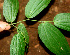  ( - BioBot01165)  @11 [ ] CreativeCommons - Attribution Non-Commercial Share-Alike (2010) Daniel H. Janzen Guanacaste Dry Forest Conservation Fund