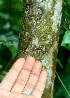  ( - BioBot01172)  @11 [ ] CreativeCommons - Attribution Non-Commercial Share-Alike (2010) Daniel H. Janzen Guanacaste Dry Forest Conservation Fund