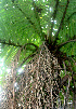  ( - BioBot01176)  @11 [ ] CreativeCommons - Attribution Non-Commercial Share-Alike (2010) Daniel H. Janzen Guanacaste Dry Forest Conservation Fund