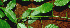  (Senna undulata - BioBot01179)  @11 [ ] CreativeCommons - Attribution Non-Commercial Share-Alike (2010) Daniel H. Janzen Guanacaste Dry Forest Conservation Fund