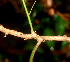  ( - BioBot01180)  @11 [ ] CreativeCommons - Attribution Non-Commercial Share-Alike (2010) Daniel H. Janzen Guanacaste Dry Forest Conservation Fund