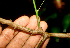  ( - BioBot01180)  @11 [ ] CreativeCommons - Attribution Non-Commercial Share-Alike (2010) Daniel H. Janzen Guanacaste Dry Forest Conservation Fund