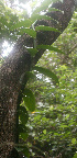  ( - BioBot01184)  @11 [ ] CreativeCommons - Attribution Non-Commercial Share-Alike (2010) Daniel H. Janzen Guanacaste Dry Forest Conservation Fund