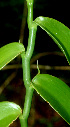  ( - BioBot01184)  @11 [ ] CreativeCommons - Attribution Non-Commercial Share-Alike (2010) Daniel H. Janzen Guanacaste Dry Forest Conservation Fund