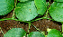  ( - BioBot01191)  @11 [ ] CreativeCommons - Attribution Non-Commercial Share-Alike (2010) Daniel H. Janzen Guanacaste Dry Forest Conservation Fund