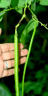  ( - BioBot01191)  @11 [ ] CreativeCommons - Attribution Non-Commercial Share-Alike (2010) Daniel H. Janzen Guanacaste Dry Forest Conservation Fund