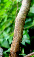  ( - BioBot01192)  @11 [ ] CreativeCommons - Attribution Non-Commercial Share-Alike (2010) Daniel H. Janzen Guanacaste Dry Forest Conservation Fund