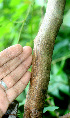  ( - BioBot01192)  @11 [ ] CreativeCommons - Attribution Non-Commercial Share-Alike (2010) Daniel H. Janzen Guanacaste Dry Forest Conservation Fund