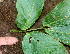  ( - BioBot01192)  @11 [ ] CreativeCommons - Attribution Non-Commercial Share-Alike (2010) Daniel H. Janzen Guanacaste Dry Forest Conservation Fund