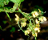  ( - BioBot01193)  @11 [ ] CreativeCommons - Attribution Non-Commercial Share-Alike (2010) Daniel H. Janzen Guanacaste Dry Forest Conservation Fund