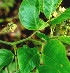  ( - BioBot01193)  @11 [ ] CreativeCommons - Attribution Non-Commercial Share-Alike (2010) Daniel H. Janzen Guanacaste Dry Forest Conservation Fund