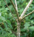  ( - BioBot01197)  @11 [ ] CreativeCommons - Attribution Non-Commercial Share-Alike (2010) Daniel H. Janzen Guanacaste Dry Forest Conservation Fund