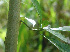  ( - BioBot01198)  @11 [ ] CreativeCommons - Attribution Non-Commercial Share-Alike (2010) Daniel H. Janzen Guanacaste Dry Forest Conservation Fund