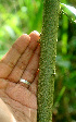  ( - BioBot01198)  @11 [ ] CreativeCommons - Attribution Non-Commercial Share-Alike (2010) Daniel H. Janzen Guanacaste Dry Forest Conservation Fund