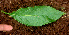  ( - BioBot01198)  @11 [ ] CreativeCommons - Attribution Non-Commercial Share-Alike (2010) Daniel H. Janzen Guanacaste Dry Forest Conservation Fund