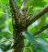  ( - BioBot01199)  @11 [ ] CreativeCommons - Attribution Non-Commercial Share-Alike (2010) Daniel H. Janzen Guanacaste Dry Forest Conservation Fund