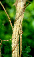  ( - BioBot01201)  @11 [ ] CreativeCommons - Attribution Non-Commercial Share-Alike (2010) Daniel H. Janzen Guanacaste Dry Forest Conservation Fund