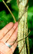  ( - BioBot01201)  @11 [ ] CreativeCommons - Attribution Non-Commercial Share-Alike (2010) Daniel H. Janzen Guanacaste Dry Forest Conservation Fund