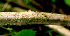  ( - BioBot01202)  @11 [ ] CreativeCommons - Attribution Non-Commercial Share-Alike (2010) Daniel H. Janzen Guanacaste Dry Forest Conservation Fund