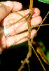  ( - BioBot01205)  @11 [ ] CreativeCommons - Attribution Non-Commercial Share-Alike (2010) Daniel H. Janzen Guanacaste Dry Forest Conservation Fund