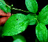  ( - BioBot01222)  @11 [ ] CreativeCommons - Attribution Non-Commercial Share-Alike (2010) Daniel H. Janzen Guanacaste Dry Forest Conservation Fund