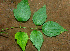  ( - BioBot01223)  @11 [ ] CreativeCommons - Attribution Non-Commercial Share-Alike (2010) Daniel H. Janzen Guanacaste Dry Forest Conservation Fund