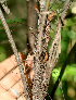  ( - BioBot01230)  @11 [ ] CreativeCommons - Attribution Non-Commercial Share-Alike (2010) Daniel H. Janzen Guanacaste Dry Forest Conservation Fund