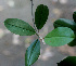  ( - BioBot01234)  @11 [ ] CreativeCommons - Attribution Non-Commercial Share-Alike (2010) Daniel H. Janzen Guanacaste Dry Forest Conservation Fund