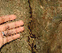  ( - BioBot01235)  @11 [ ] CreativeCommons - Attribution Non-Commercial Share-Alike (2010) Daniel H. Janzen Guanacaste Dry Forest Conservation Fund