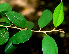  ( - BioBot01235)  @11 [ ] CreativeCommons - Attribution Non-Commercial Share-Alike (2010) Daniel H. Janzen Guanacaste Dry Forest Conservation Fund