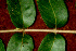  ( - BioBot01239)  @11 [ ] CreativeCommons - Attribution Non-Commercial Share-Alike (2010) Daniel H. Janzen Guanacaste Dry Forest Conservation Fund