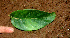  ( - BioBot01240)  @11 [ ] CreativeCommons - Attribution Non-Commercial Share-Alike (2010) Daniel H. Janzen Guanacaste Dry Forest Conservation Fund