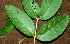  ( - BioBot01241)  @11 [ ] CreativeCommons - Attribution Non-Commercial Share-Alike (2010) Daniel H. Janzen Guanacaste Dry Forest Conservation Fund