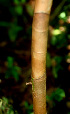  (Costus scaber - BioBot01248)  @11 [ ] CreativeCommons - Attribution Non-Commercial Share-Alike (2010) Daniel H. Janzen Guanacaste Dry Forest Conservation Fund