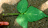  (Desmodium distortum - BioBot01257)  @11 [ ] CreativeCommons - Attribution Non-Commercial Share-Alike (2010) Daniel H. Janzen Guanacaste Dry Forest Conservation Fund