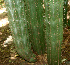  ( - BioBot01264)  @11 [ ] CreativeCommons - Attribution Non-Commercial Share-Alike (2010) Daniel H. Janzen Guanacaste Dry Forest Conservation Fund