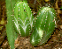  ( - BioBot01264)  @11 [ ] CreativeCommons - Attribution Non-Commercial Share-Alike (2010) Daniel H. Janzen Guanacaste Dry Forest Conservation Fund